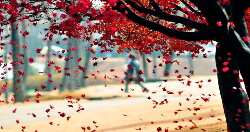 Red Leaves Falling — Serene
