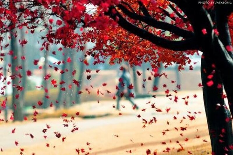 Red Leaves Falling