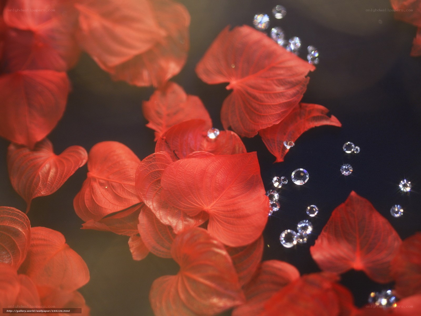 Red leaves floating on water