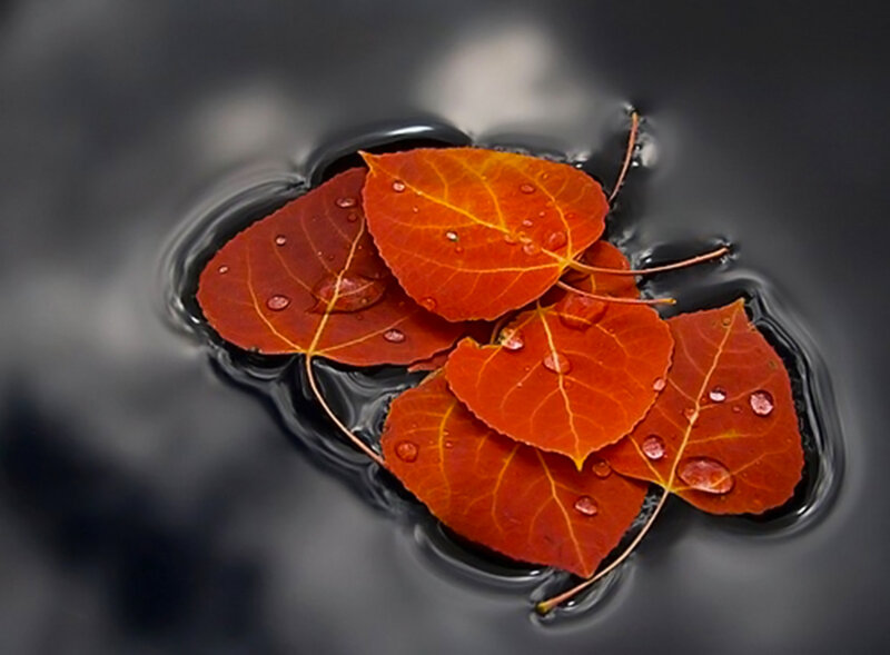 Red Leaves Floating — Serene, Autumn