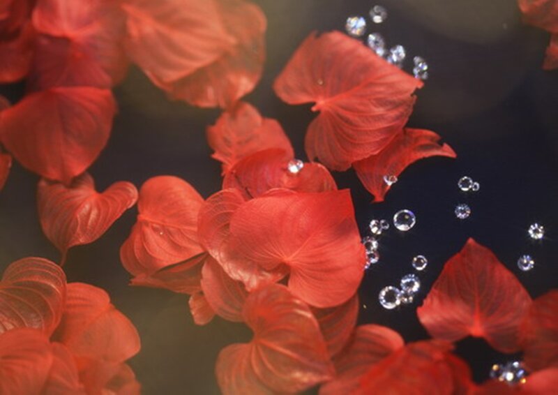 Red Leaves Floating — Serene