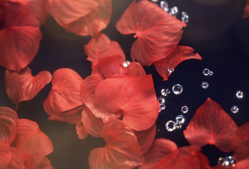 Red Leaves Floating