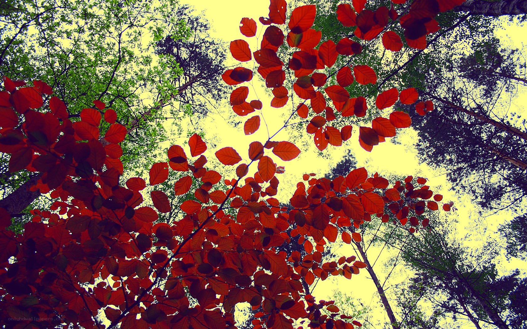 Red leaves in a forest canopy