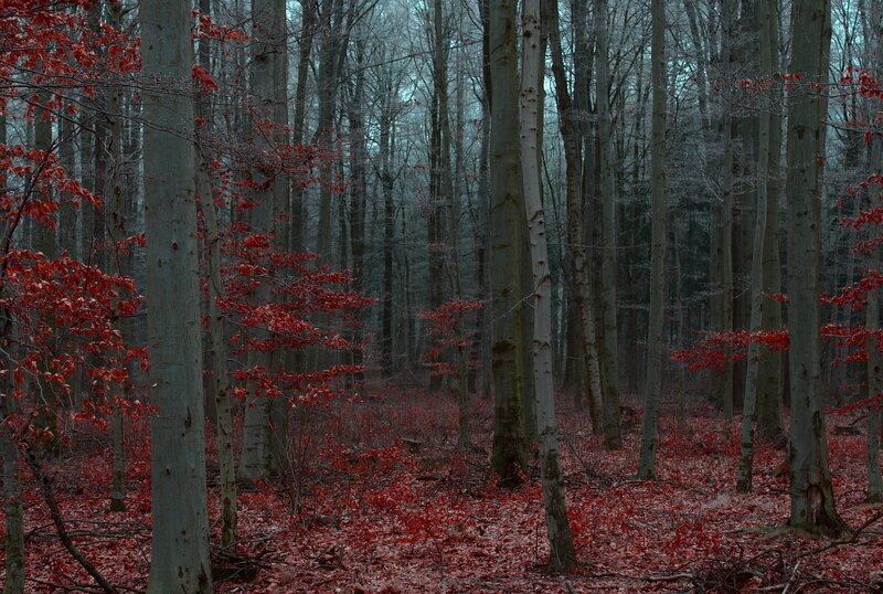 Red leaves in a misty forest