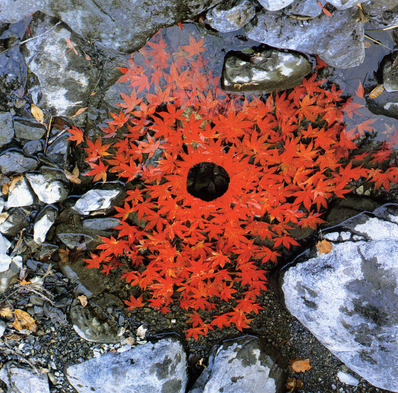 Red leaves in a stream