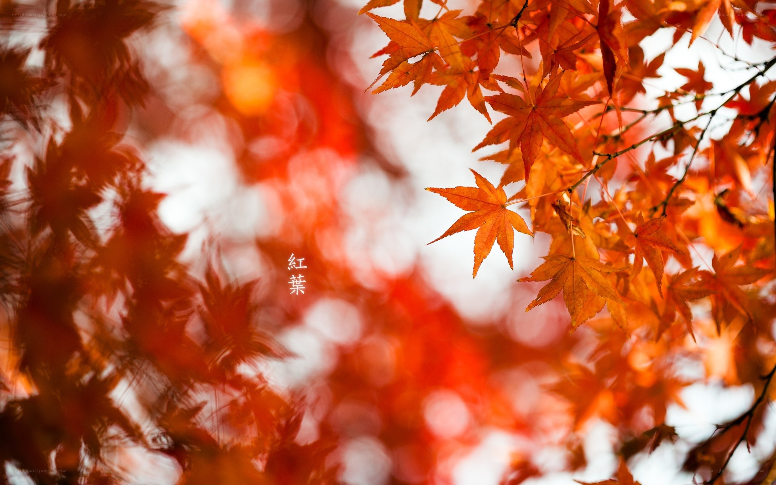 Red leaves in autumn