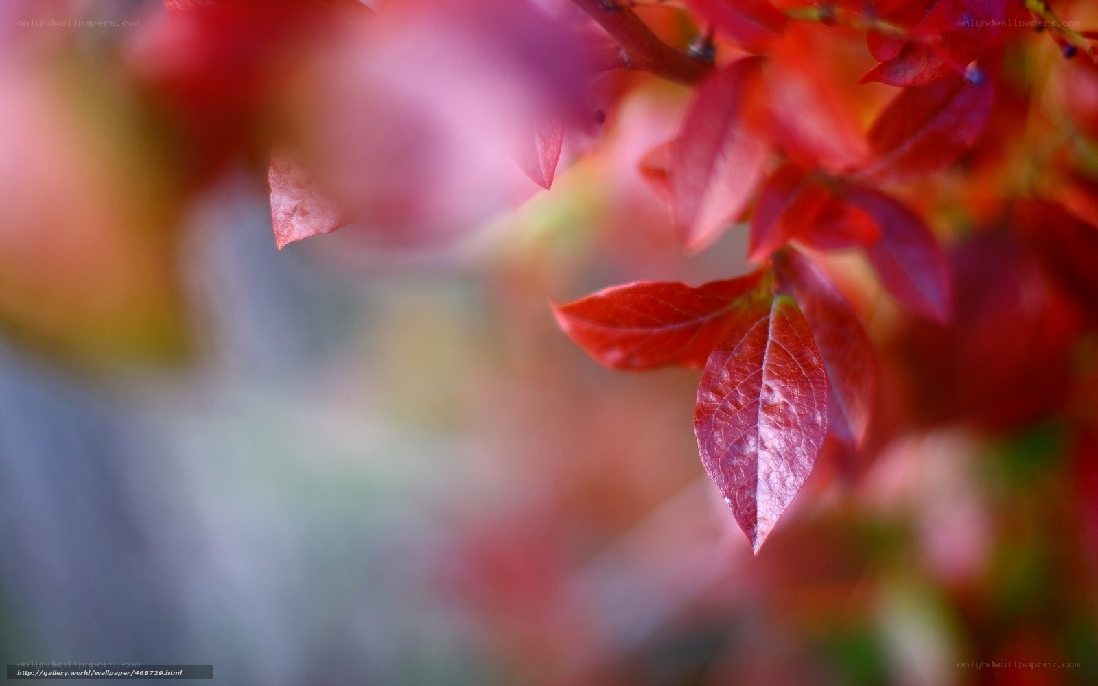 Red leaves in autumn