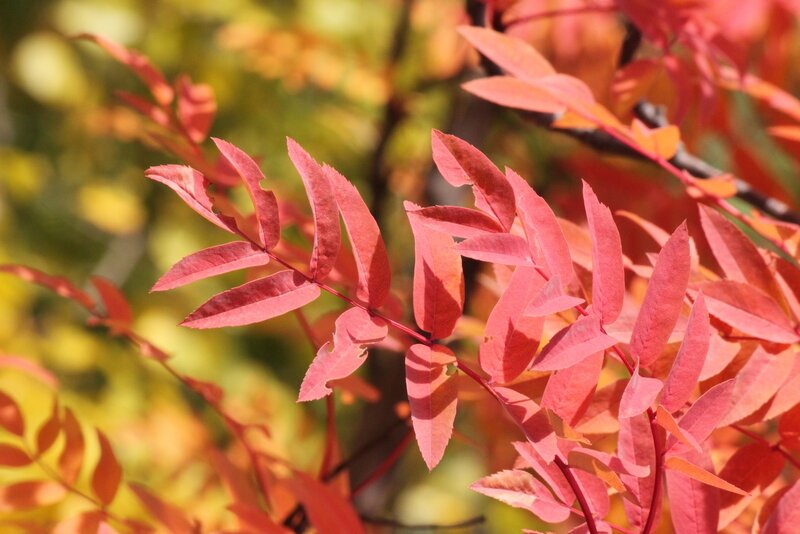 Red leaves in autumn