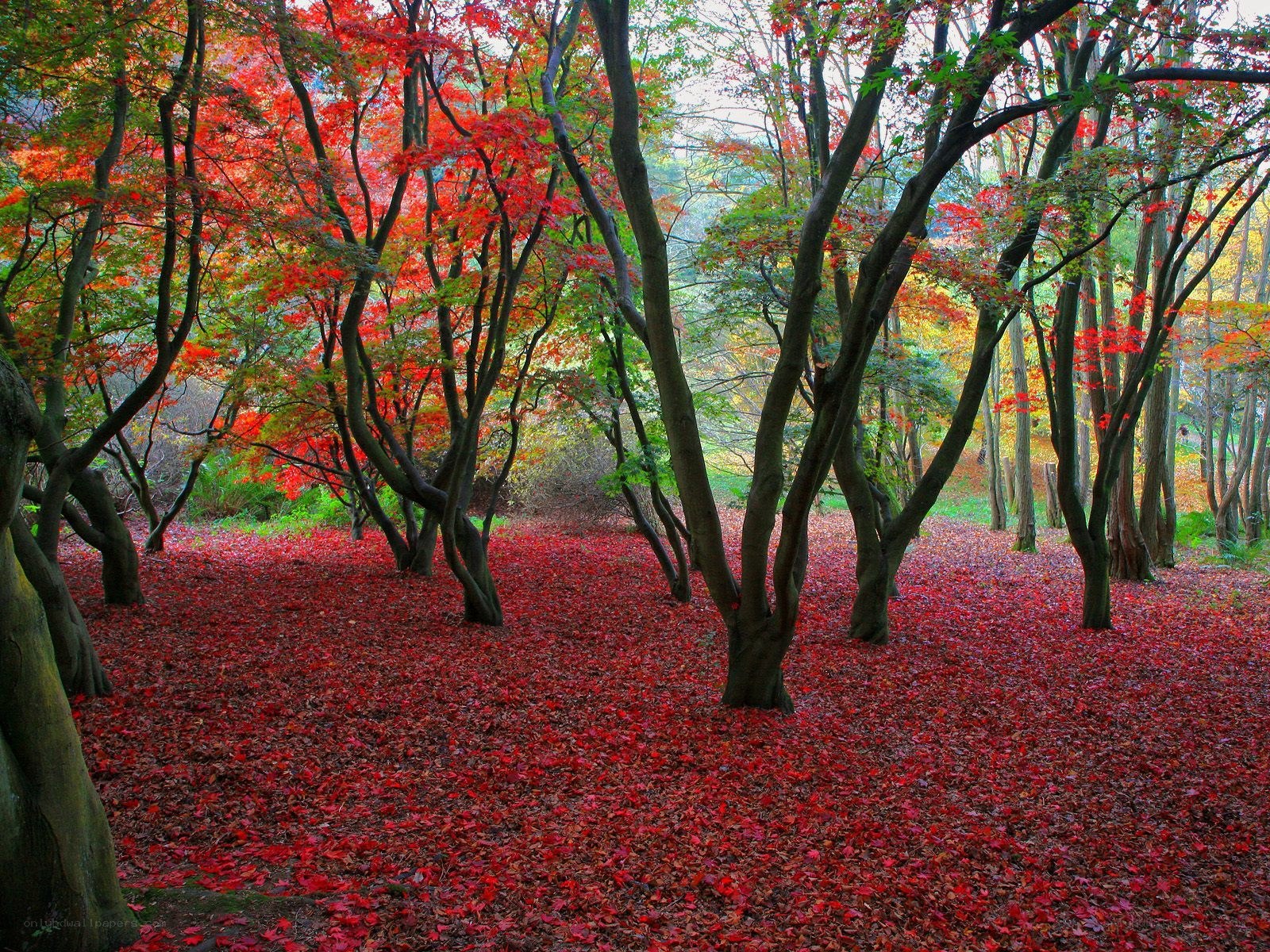 Red leaves in autumn forest