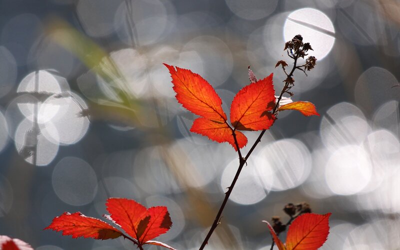 Red leaves in autumn light