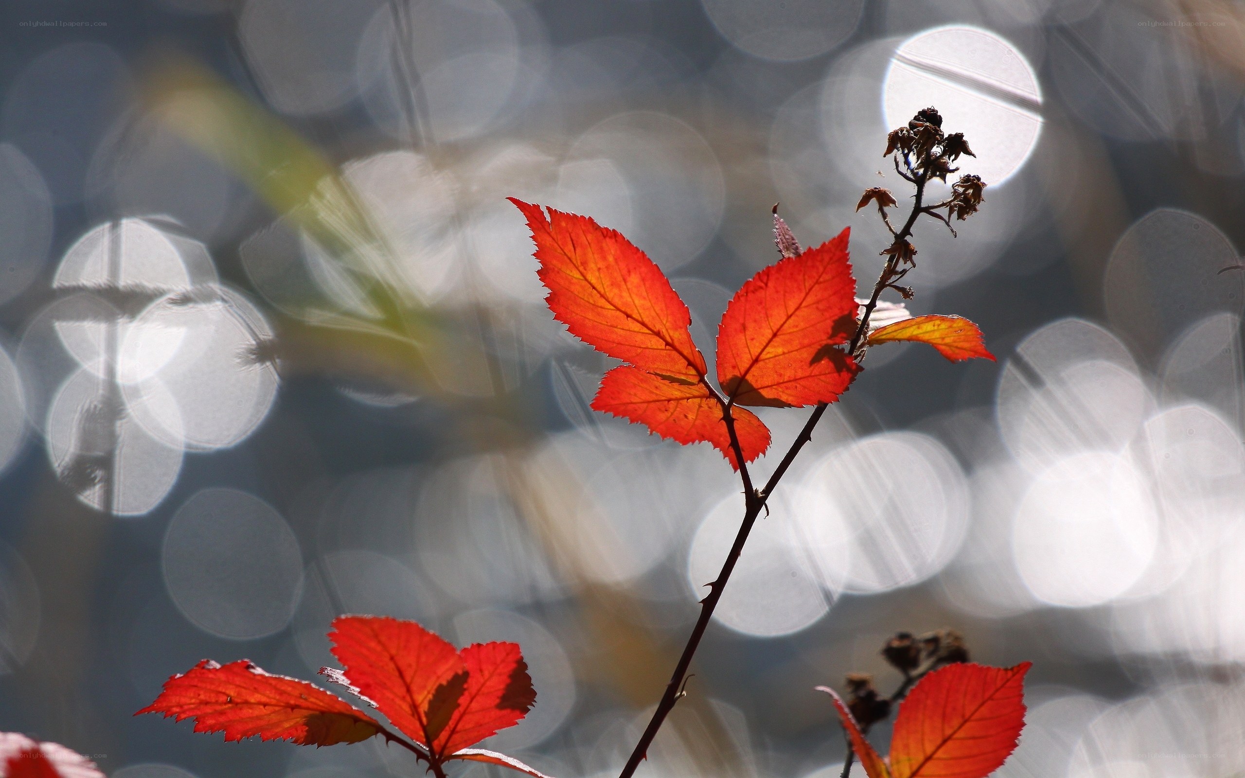 Red leaves in autumn light