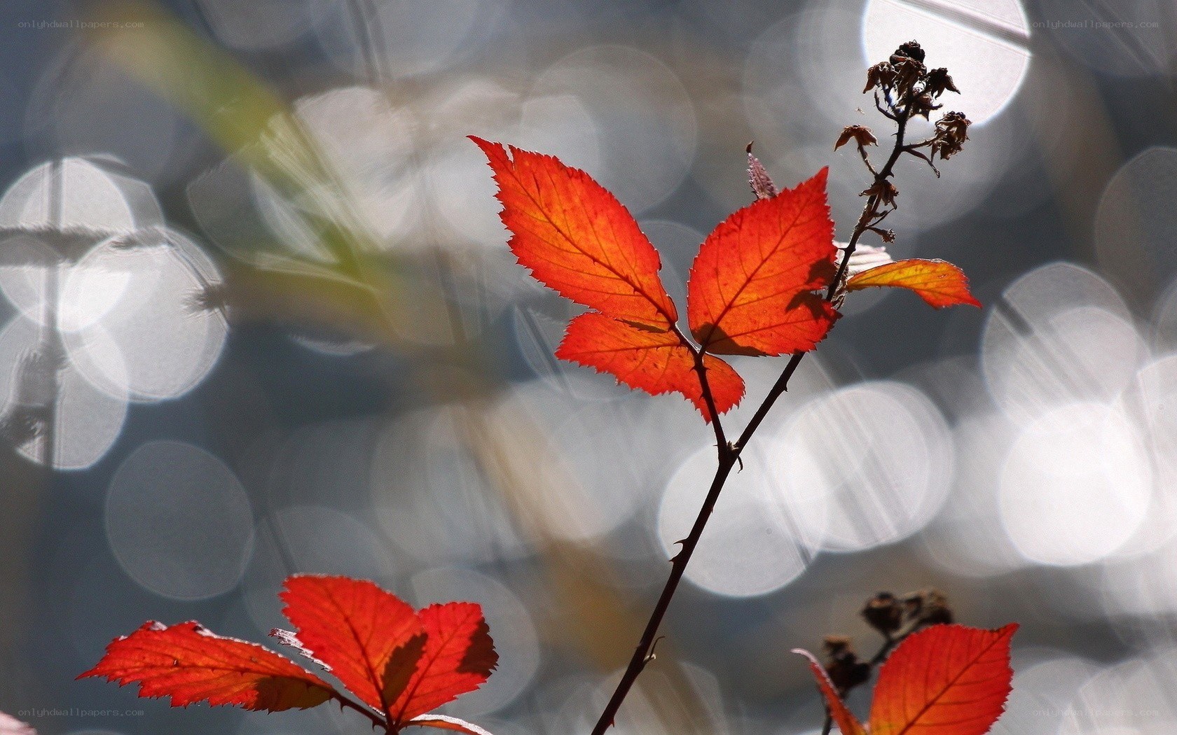 Red leaves in autumn light