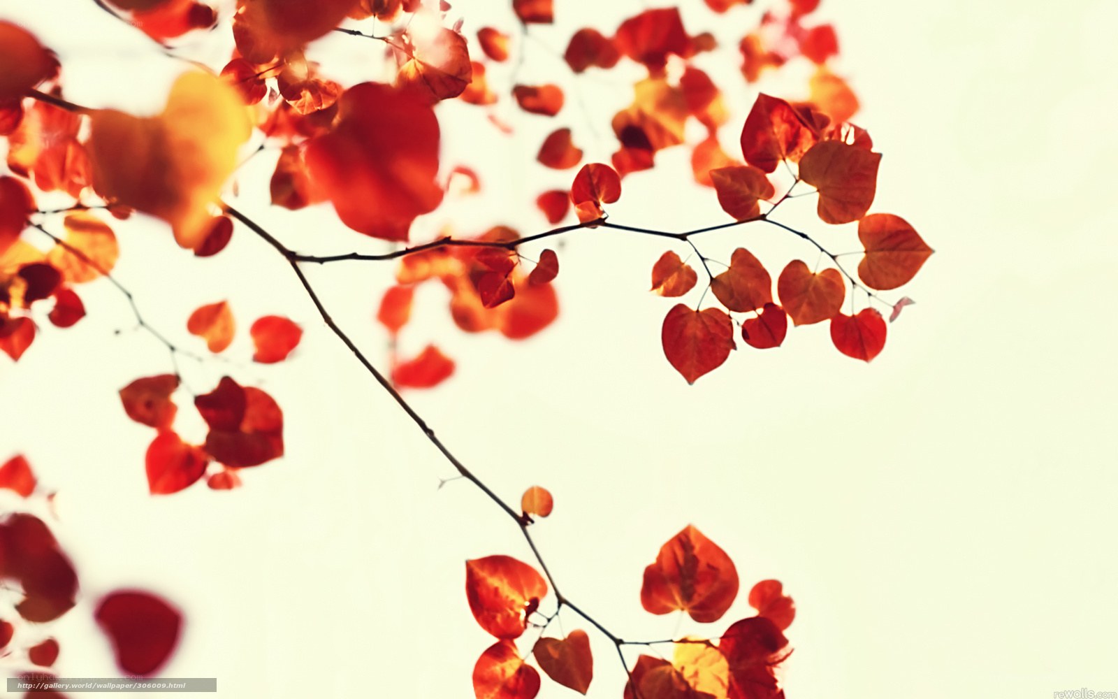 Red leaves in autumn light