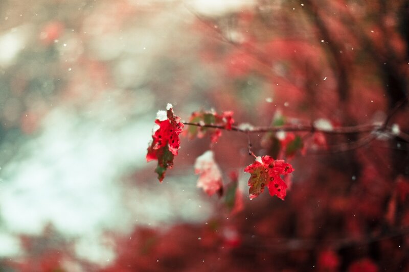 Red leaves in falling snow