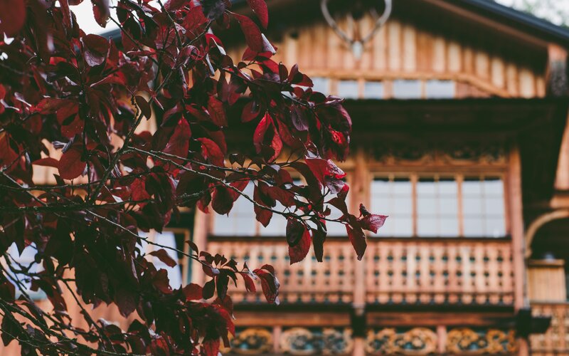 Red leaves in front of wooden house