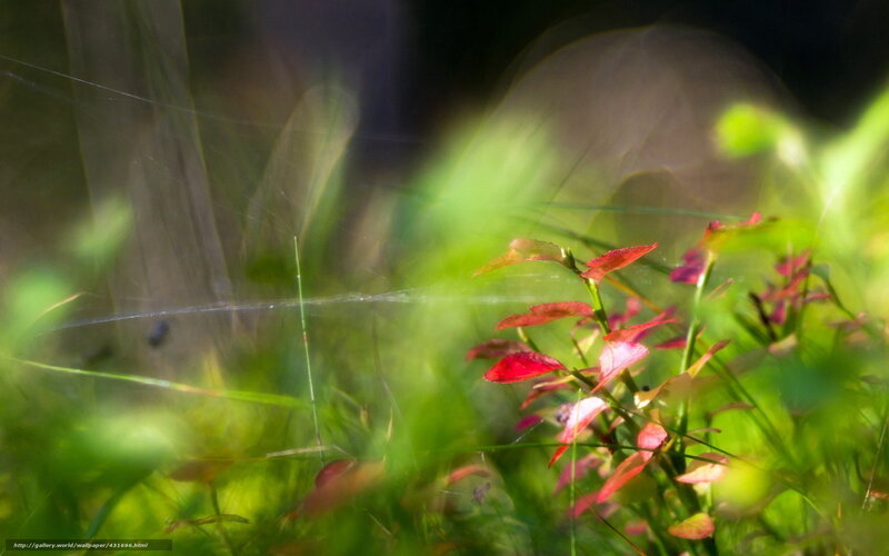 Red Leaves in Green Grass