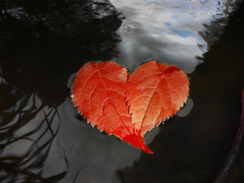 Red leaves in heart shape
