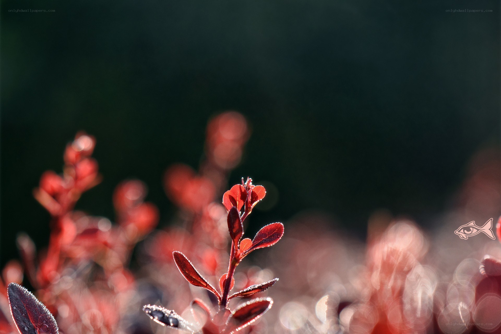 Red leaves in morning light