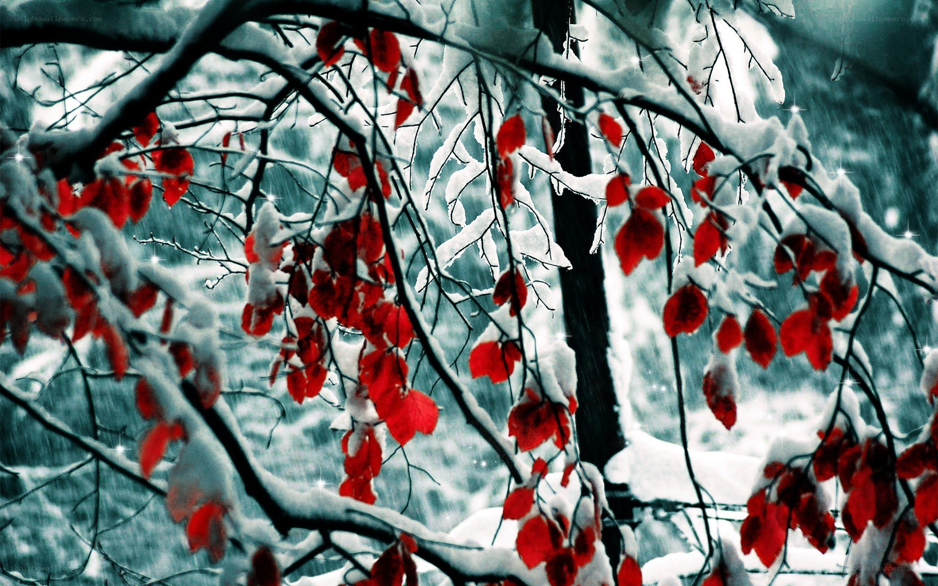 Red leaves in snowy forest