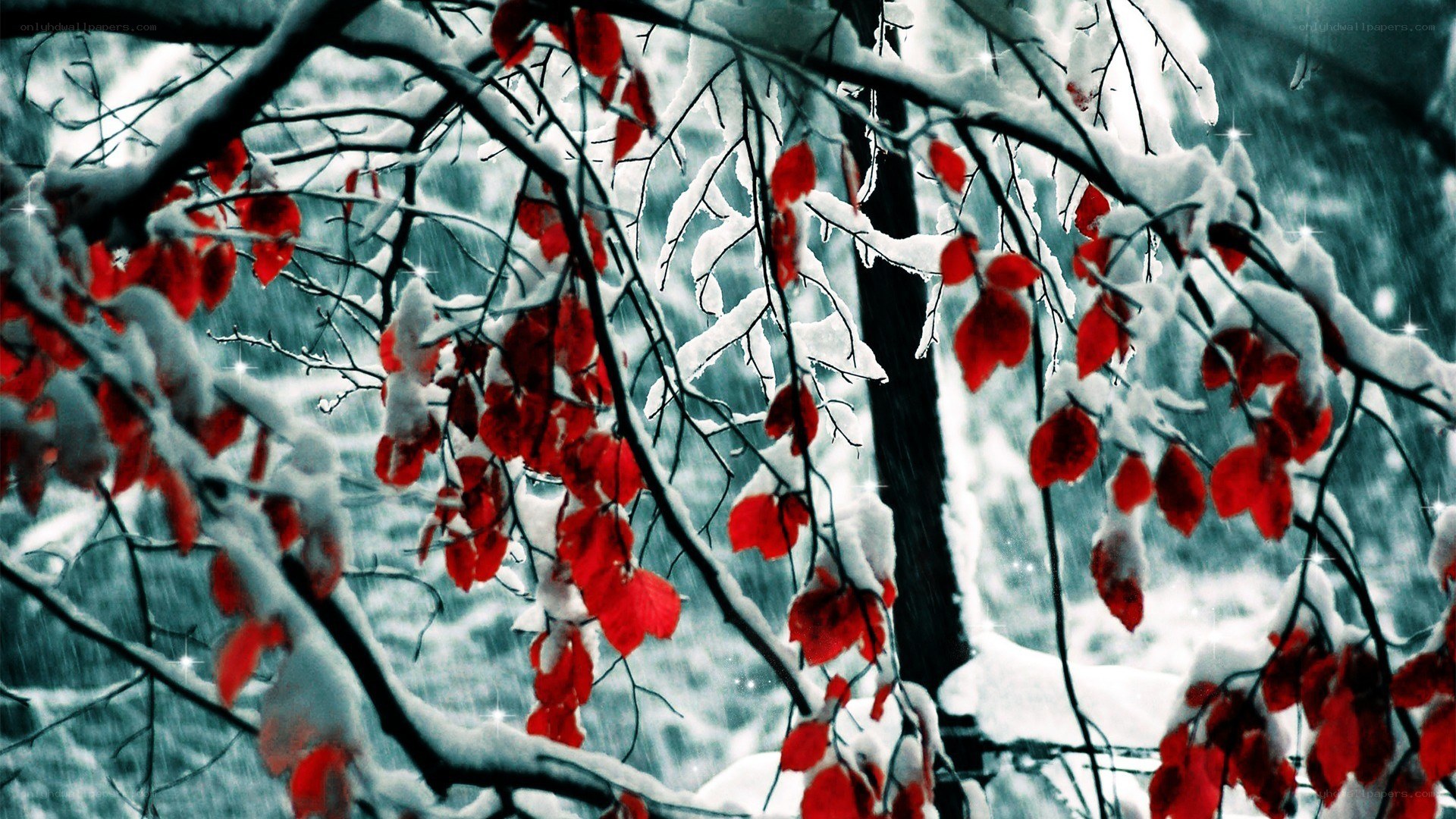 Red leaves in snowy forest