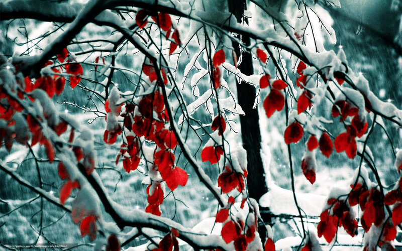 Red Leaves in Snowy Forest