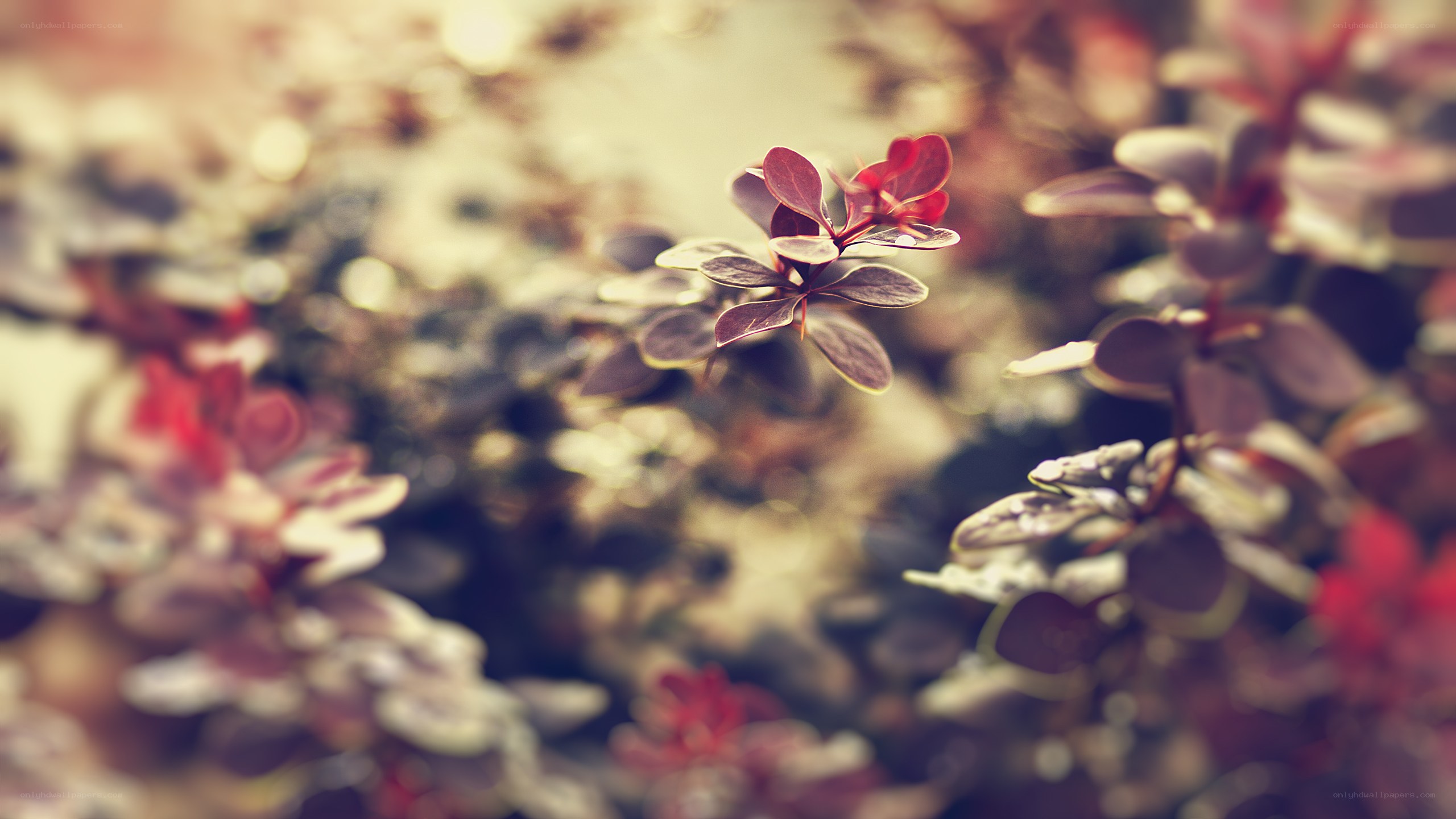 Red leaves in soft focus