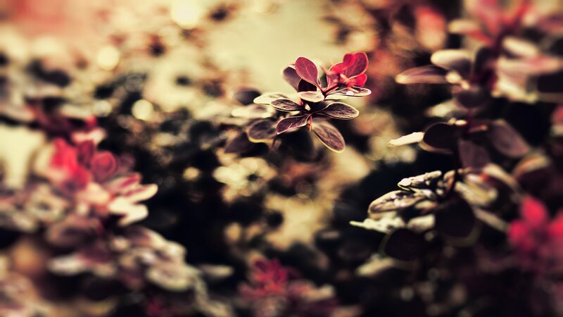 red leaves in soft focus
