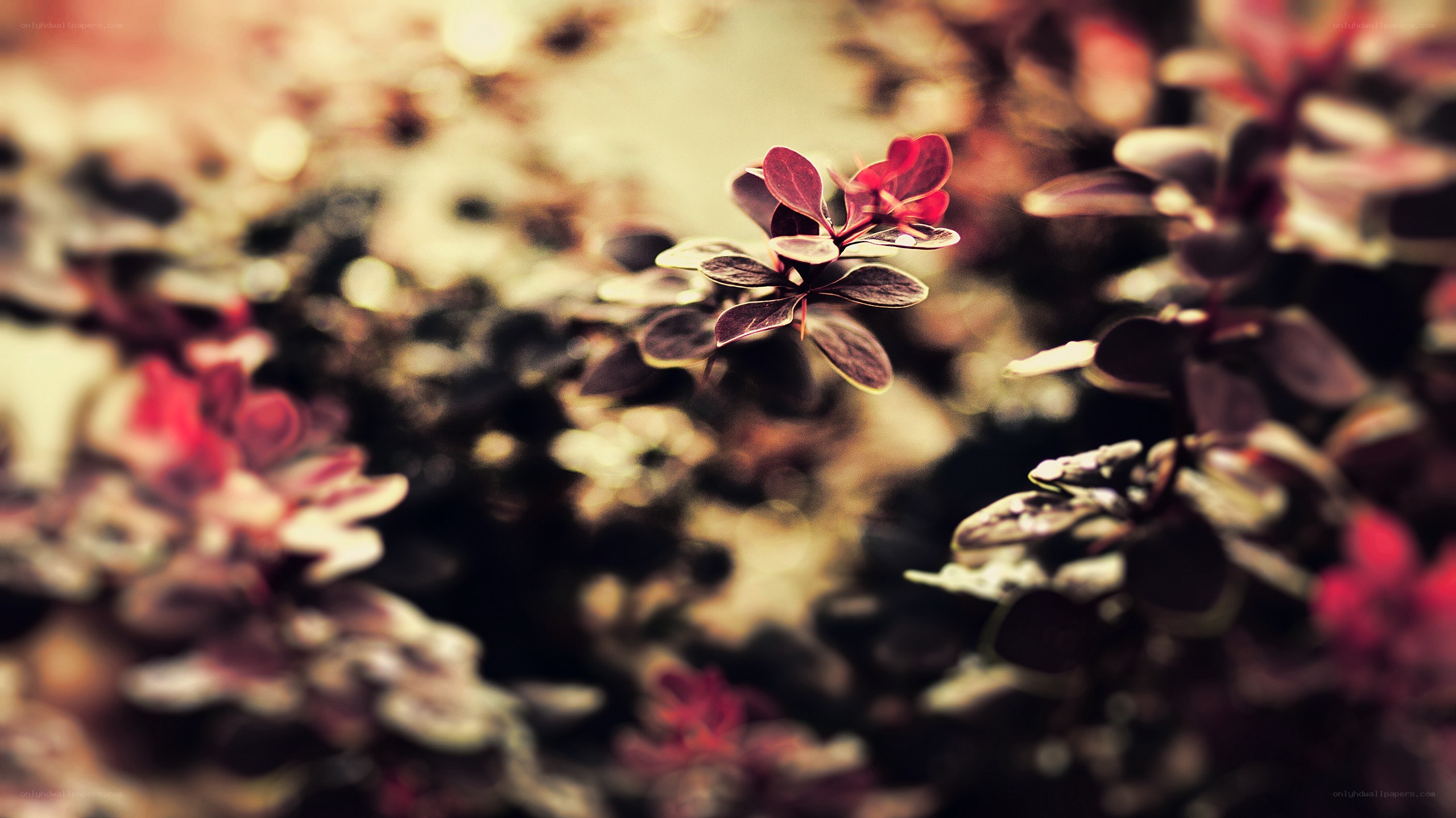 red leaves in soft focus