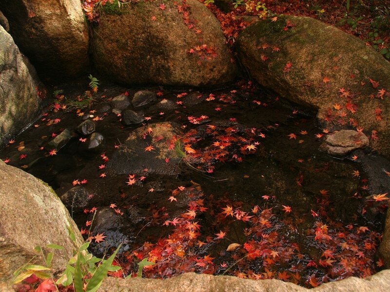 Red Leaves in Stream