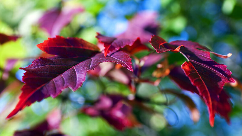 Red leaves in sunlight