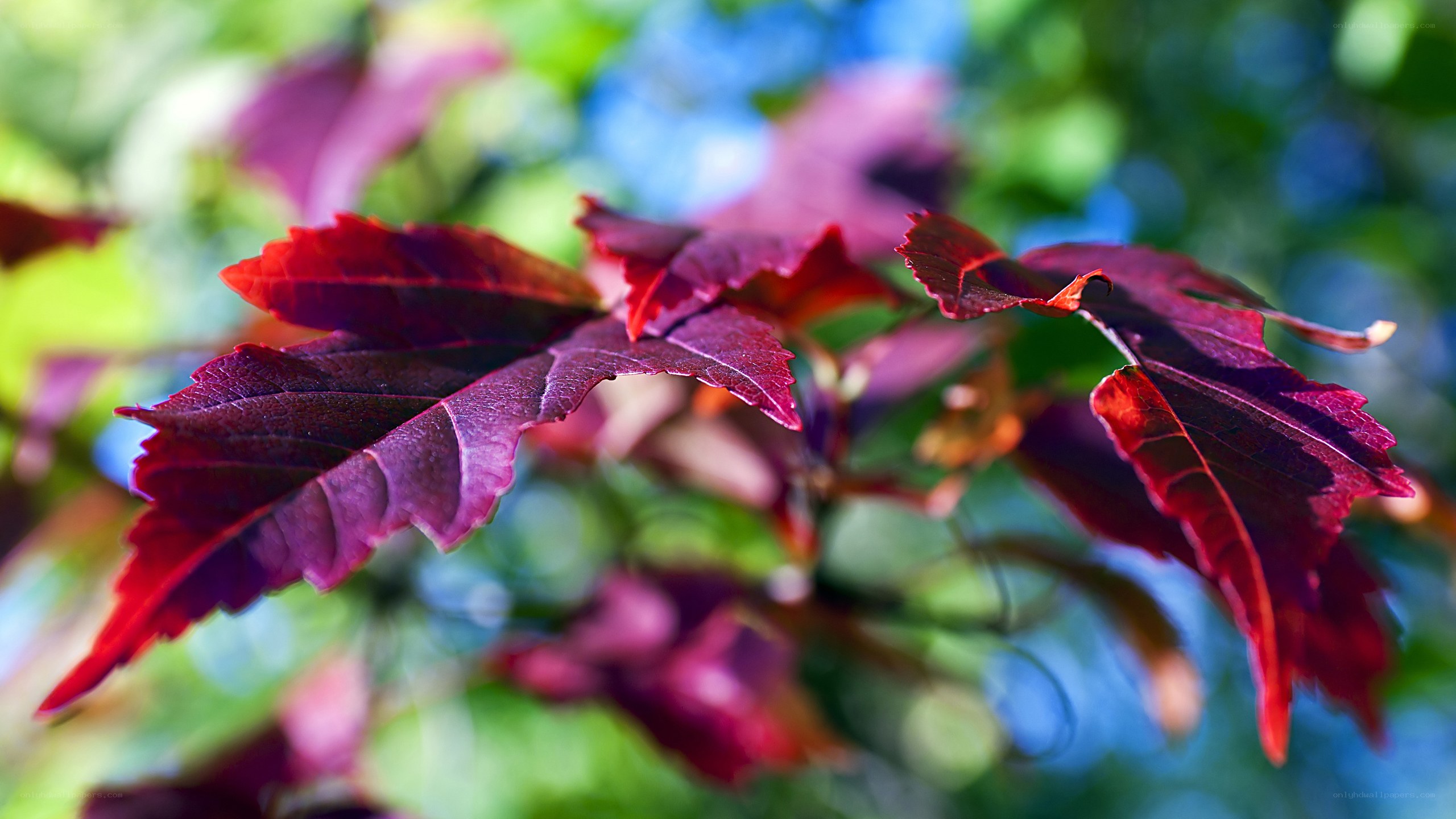 Red leaves in sunlight