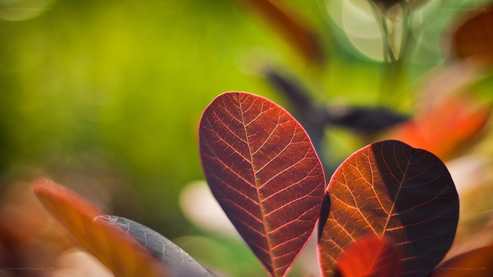 red leaves in sunlight
