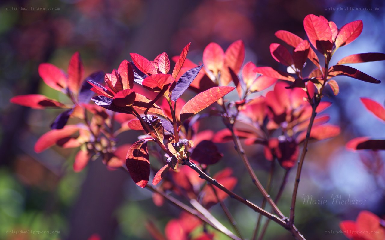 Red leaves in sunlight