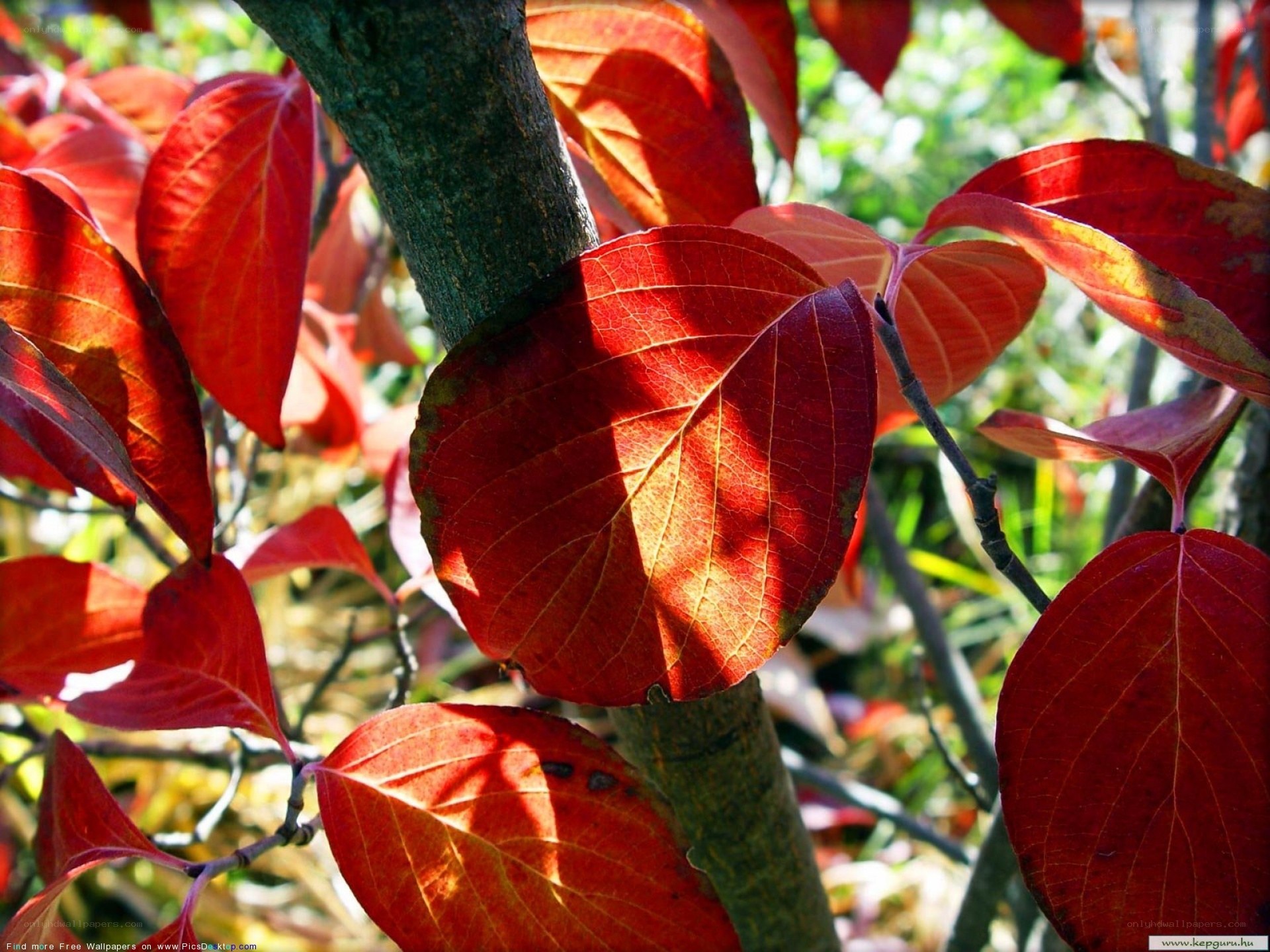 Red leaves in sunlight