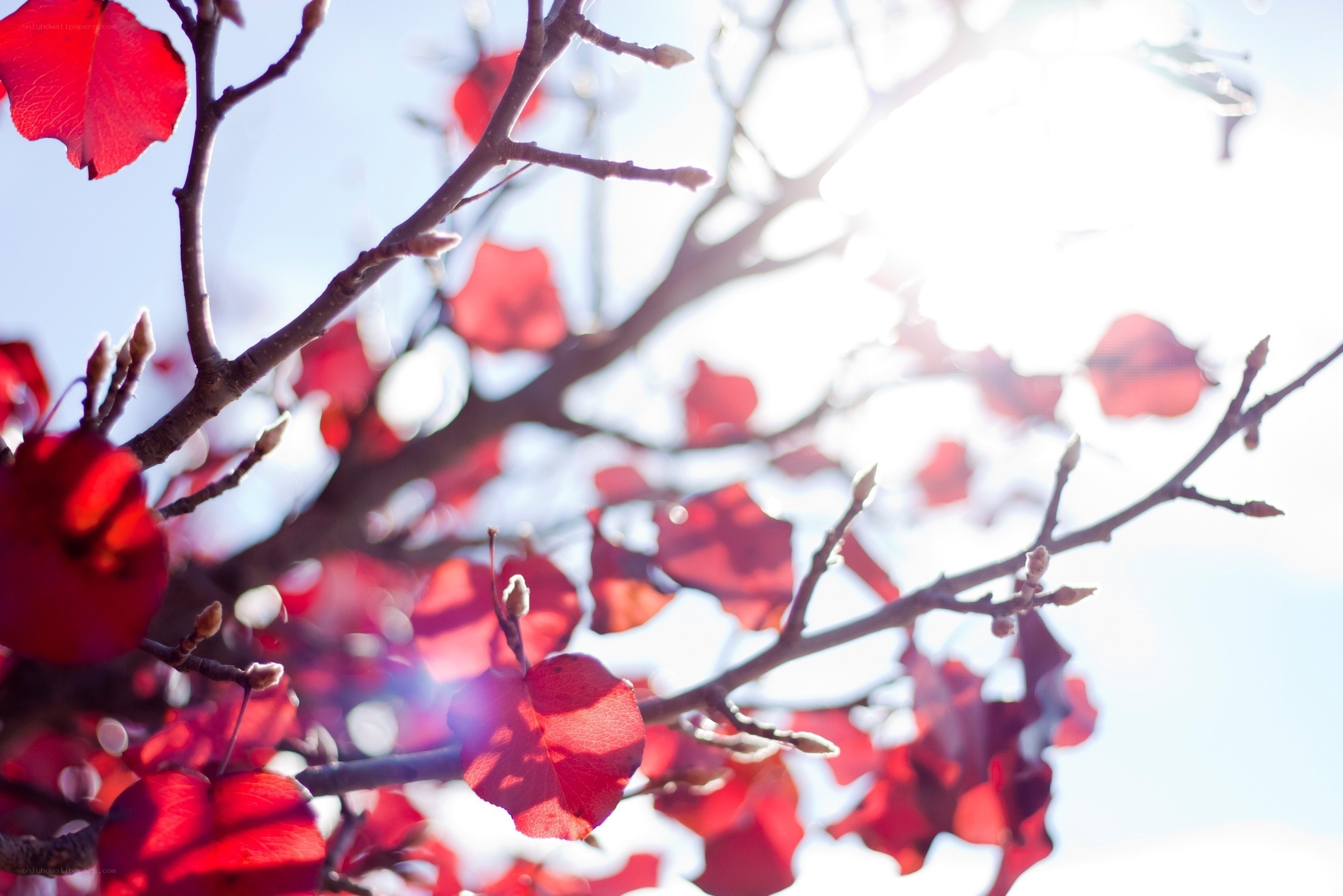 Red leaves in sunlight
