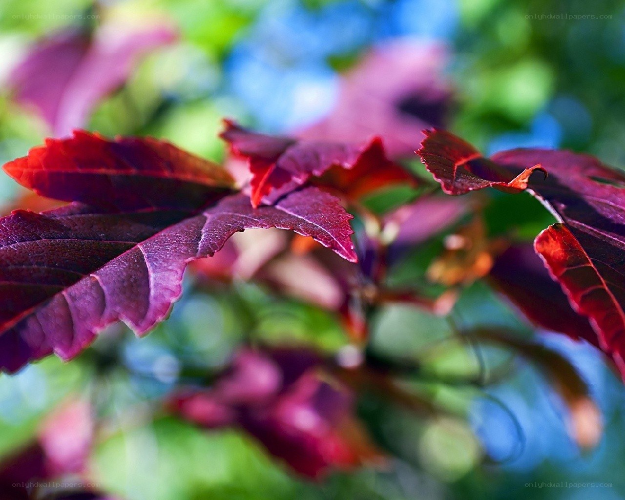 Red leaves in sunlight