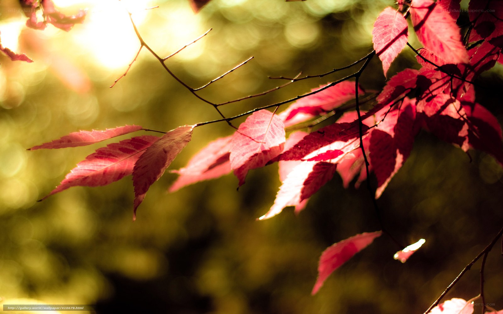 Red leaves in sunlight