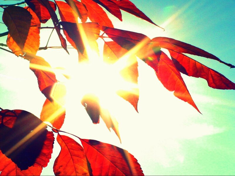 Red Leaves in Sunlight — Dramatic