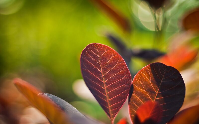 Red Leaves in Sunlight — Serene, Afternoon