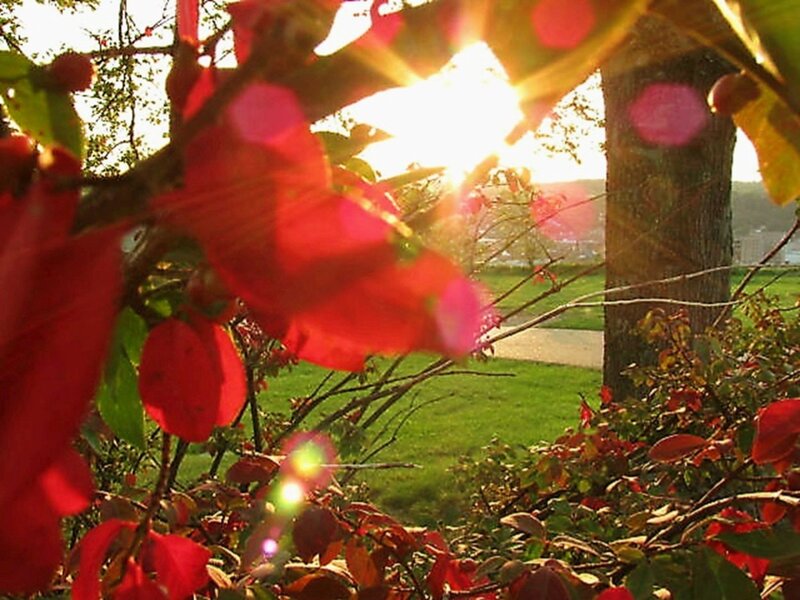 Red Leaves in Sunlight — Serene