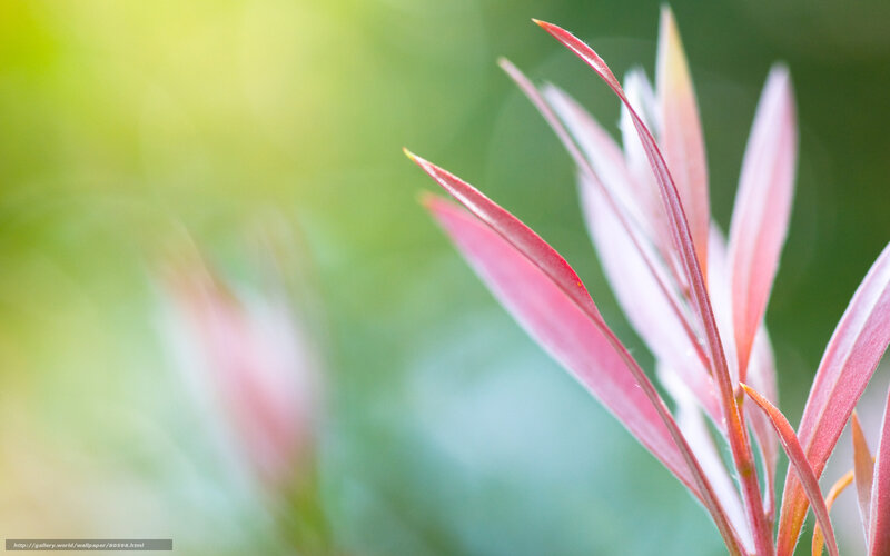 Red leaves in sunlight