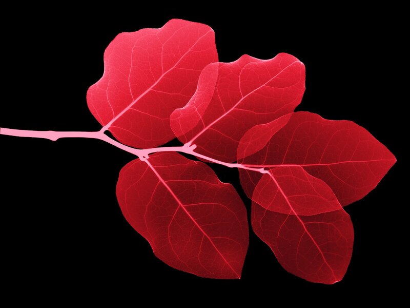 Red leaves on a black background