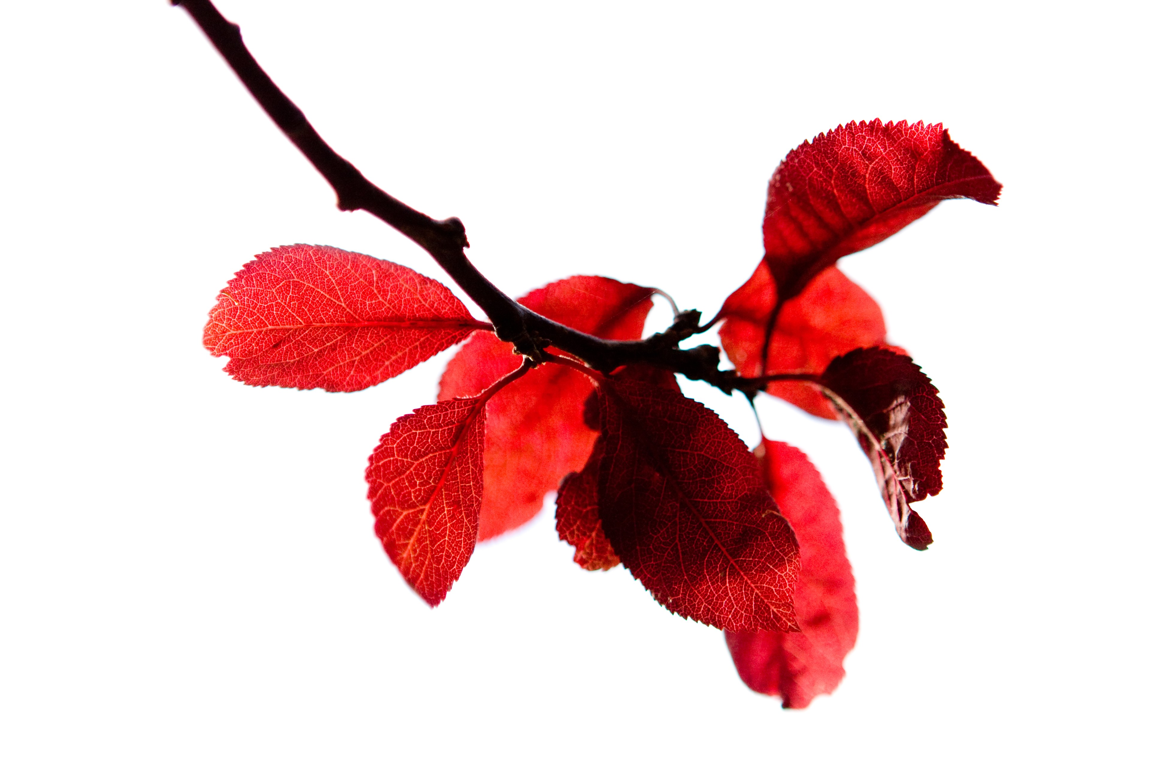 Red leaves on a branch