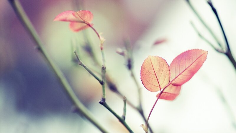 Red leaves on a branch