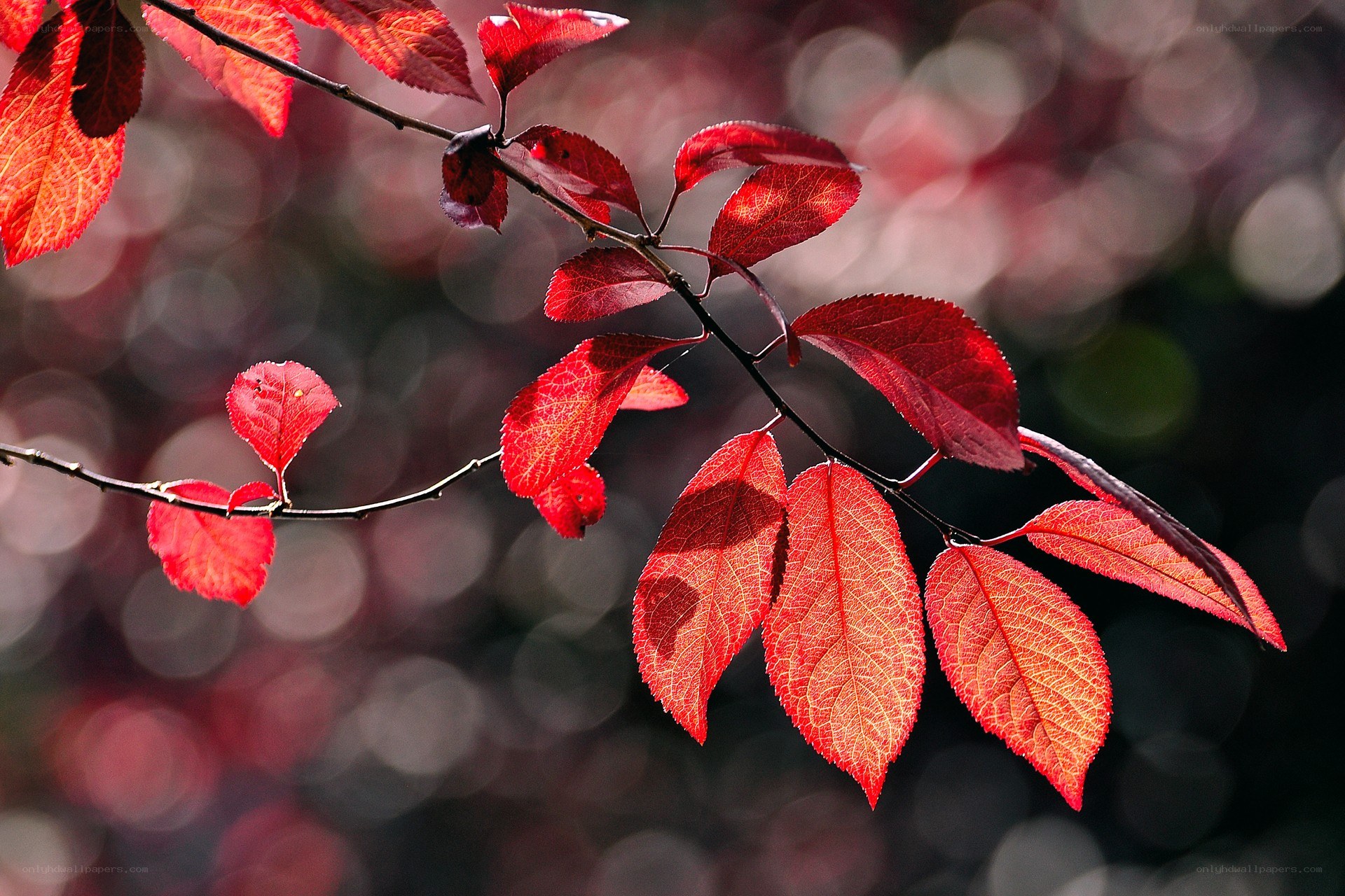 Red leaves on a branch