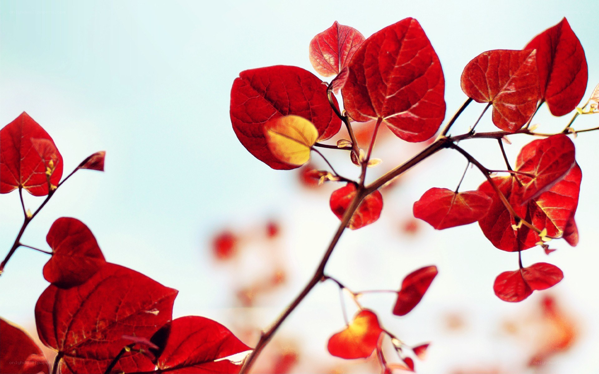 Red leaves on a branch