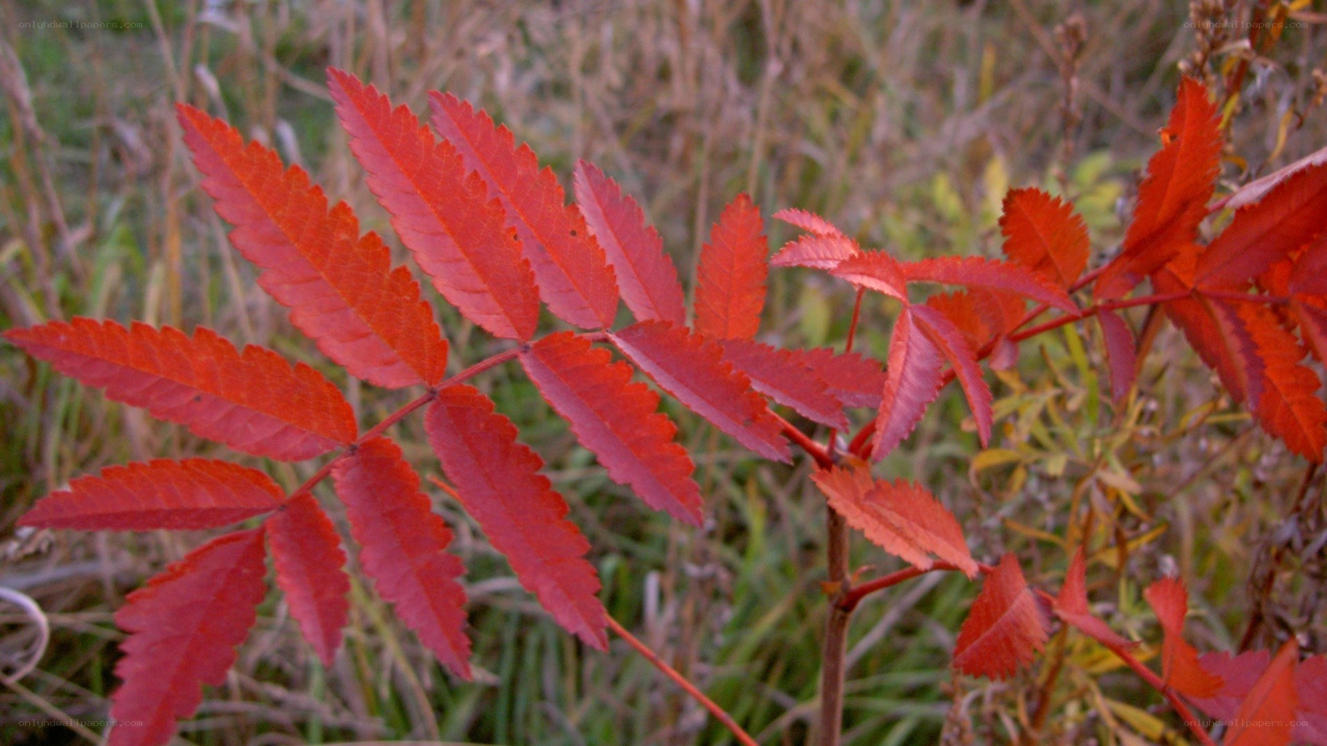 Red leaves on a branch