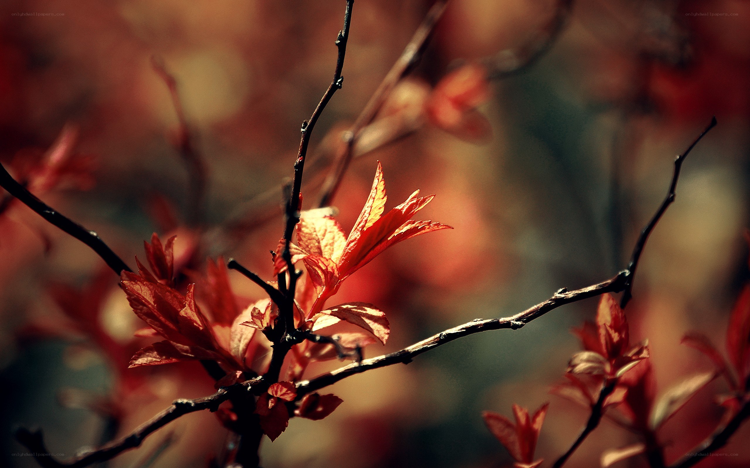 Red leaves on a branch