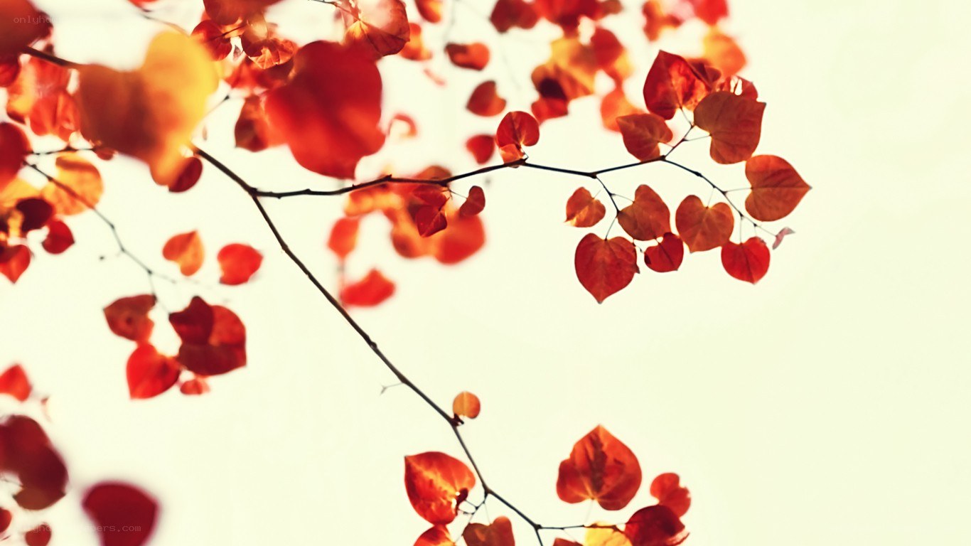 Red leaves on a branch