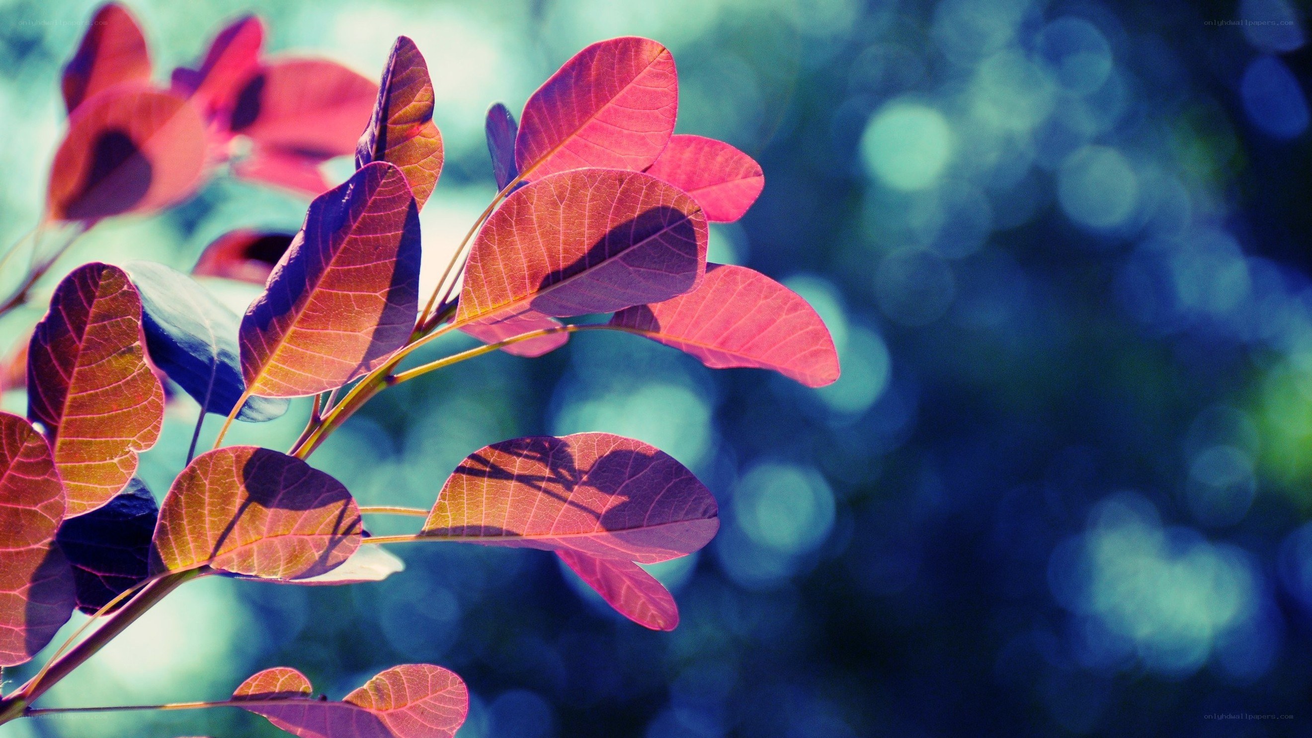 Red leaves on a branch